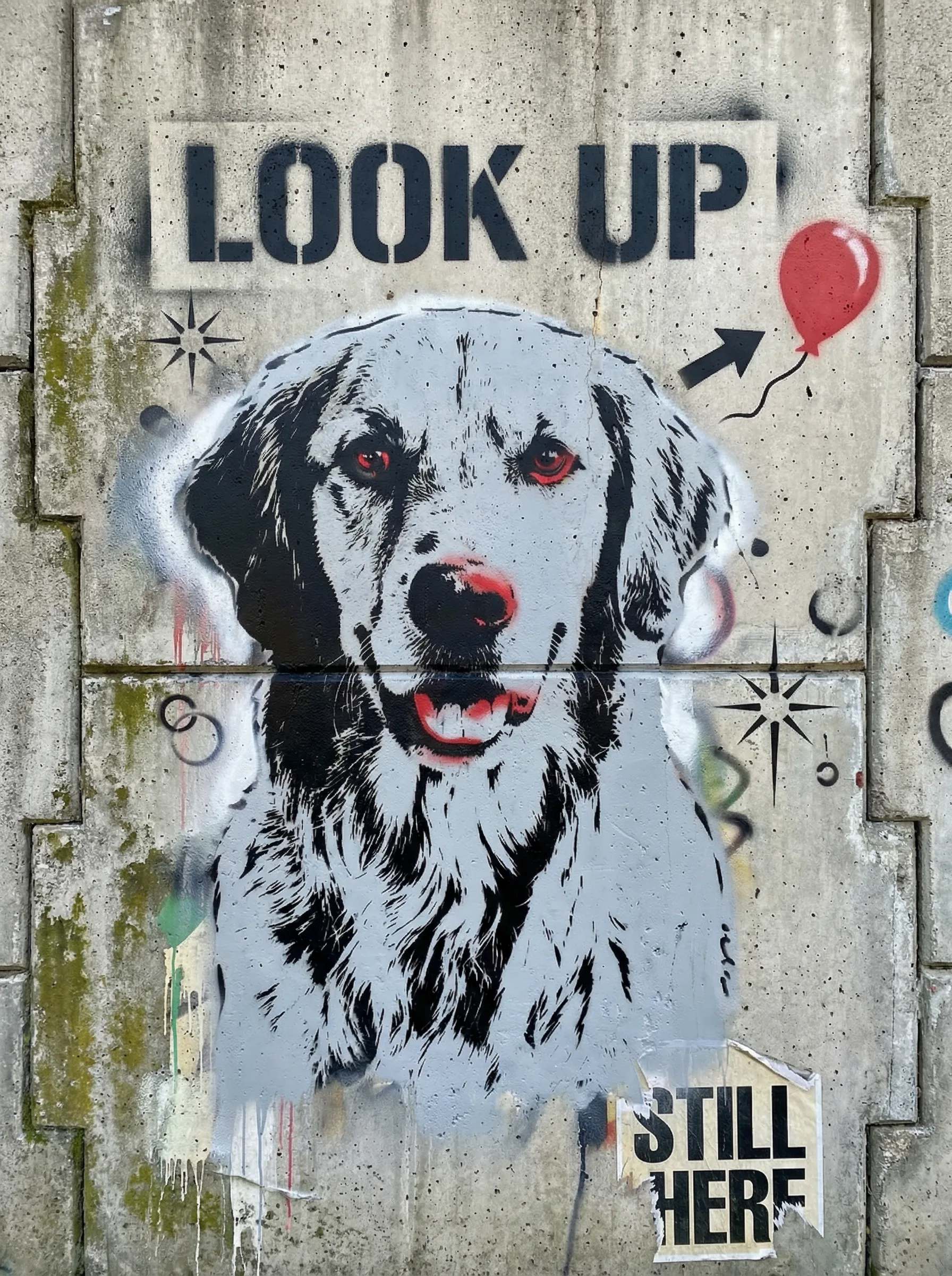 Pet — Golden Retriever — After